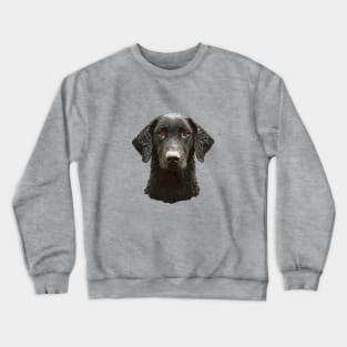 Curly Coated Retriever Crewneck Sweatshirt